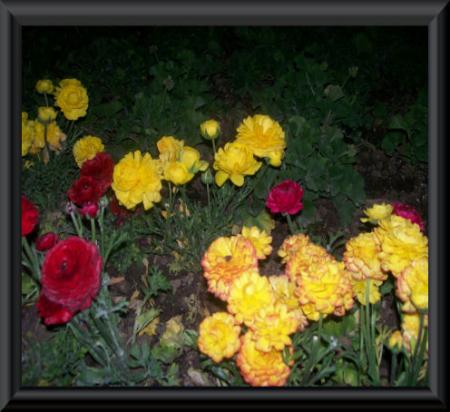 gallery_7440_2108_53116.jpg