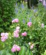 tn_gallery_14_178_55134.jpg