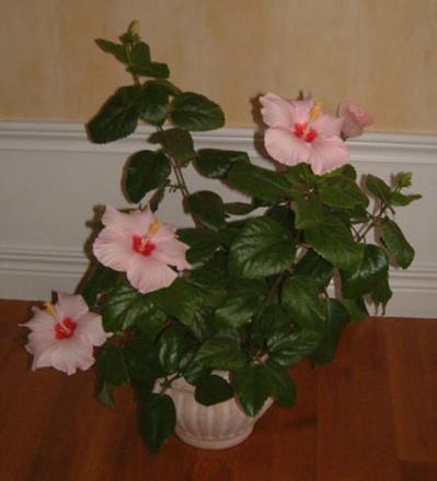 gallery_12729_1302_30331.jpg