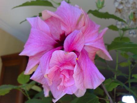 gallery_12729_1302_34617.jpg