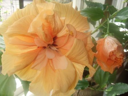 gallery_12729_1302_36213.jpg
