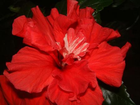 gallery_12729_1302_50845.jpg