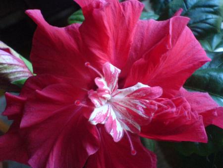 gallery_12729_1302_5201.jpg