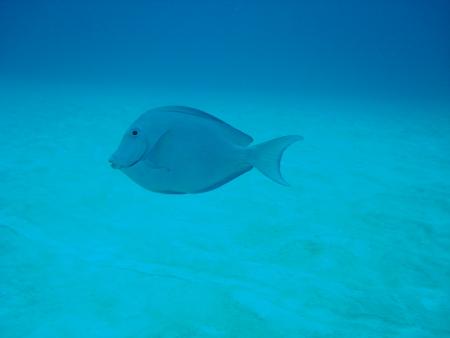 gallery_1786_2131_140549.jpg
