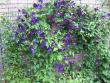 tn_gallery_14_200_32785.jpg
