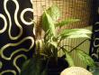 tn_gallery_15032_2132_122021.jpg