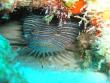 tn_gallery_1786_2131_186532.jpg