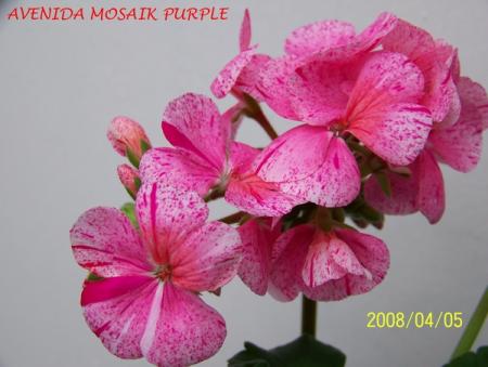 gallery_5074_1249_133077.jpg