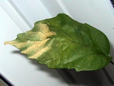gallery_15158_2152_12382.jpg