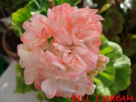 gallery_5074_2153_146741.jpg