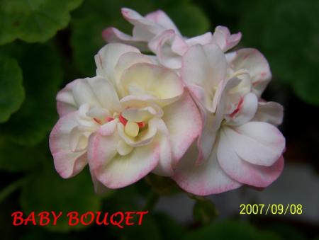gallery_5074_2153_41403.jpg