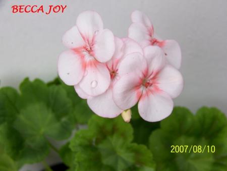gallery_5074_2153_7913.jpg