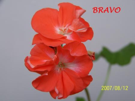 gallery_5074_2153_83982.jpg