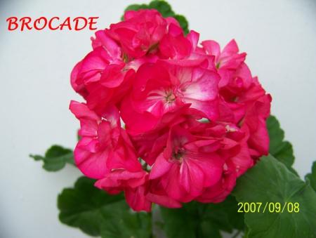 gallery_5074_2153_90950.jpg