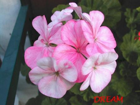 gallery_5074_2155_148656.jpg