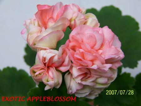 gallery_5074_2156_143526.jpg
