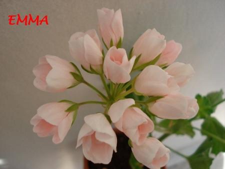 gallery_5074_2156_92188.jpg