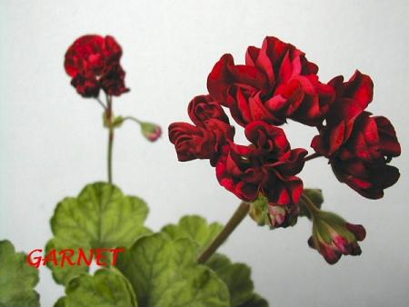 gallery_5074_2158_142221.jpg