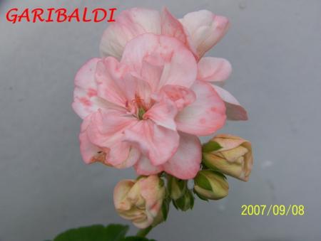 gallery_5074_2158_91287.jpg