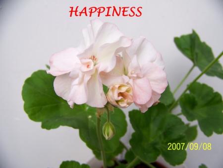 gallery_5074_2159_103953.jpg