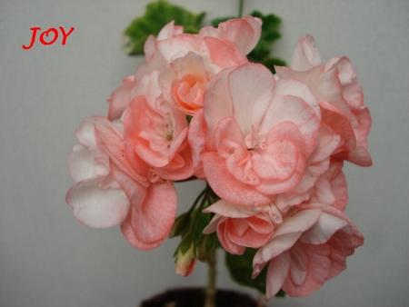 gallery_5074_2161_37294.jpg