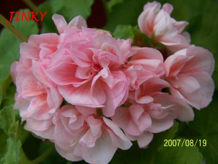 gallery_5074_2161_63605.jpg