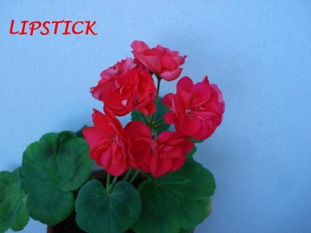 gallery_5074_2163_45317.jpg
