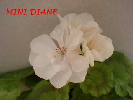 gallery_5074_2164_122607.jpg