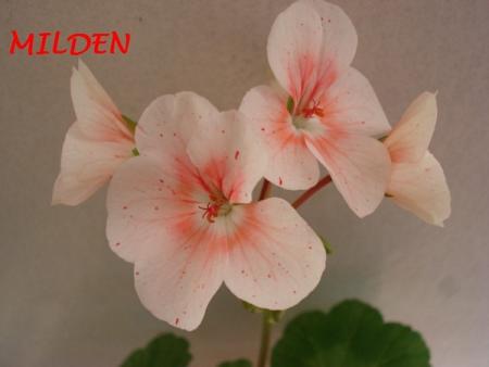 gallery_5074_2164_133716.jpg
