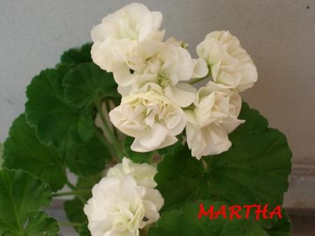 gallery_5074_2164_160990.jpg