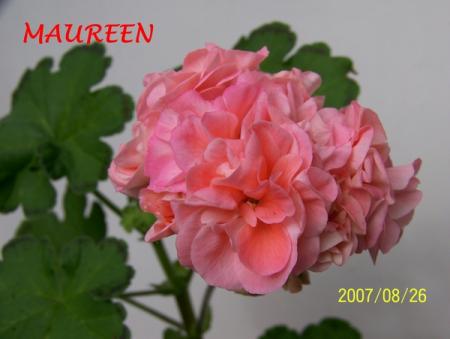 gallery_5074_2164_26423.jpg