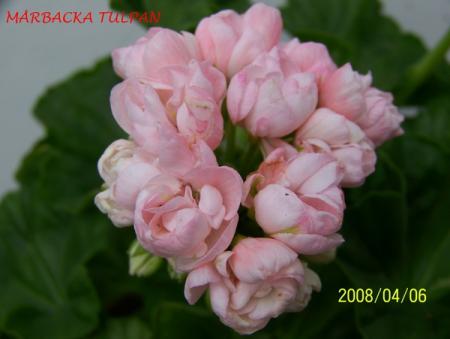 gallery_5074_2164_28726.jpg