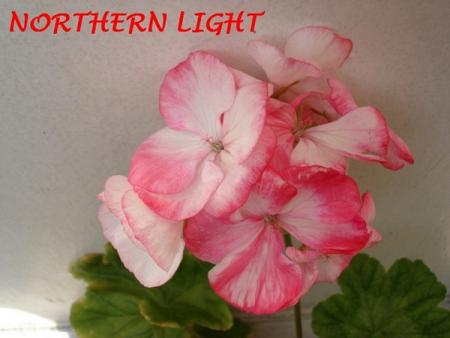 gallery_5074_2165_103604.jpg