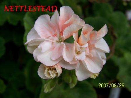 gallery_5074_2165_41966.jpg