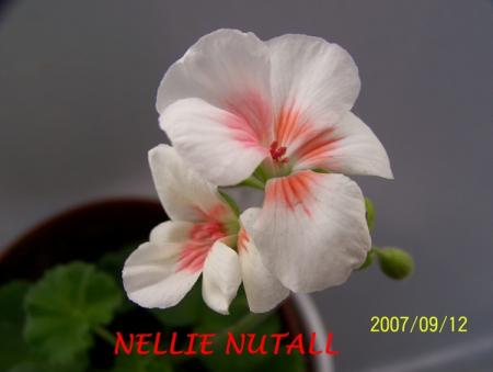 gallery_5074_2165_53538.jpg