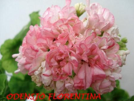 gallery_5074_2166_144368.jpg