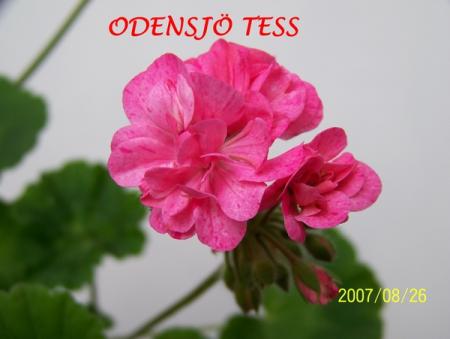 gallery_5074_2166_52663.jpg