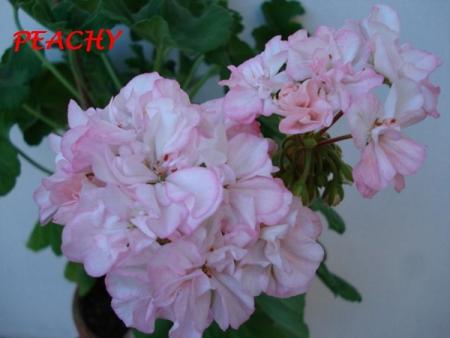 gallery_5074_2167_143728.jpg