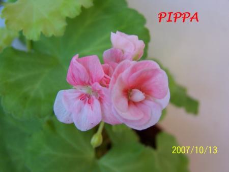 gallery_5074_2167_1204.jpg