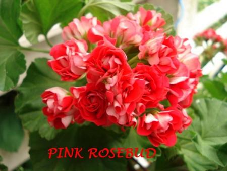 gallery_5074_2167_68662.jpg