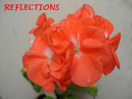 gallery_5074_2169_107604.jpg