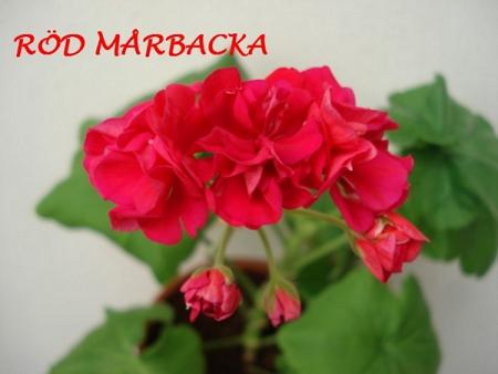 gallery_5074_2169_137620.jpg