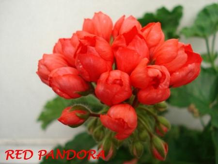 gallery_5074_2169_145598.jpg