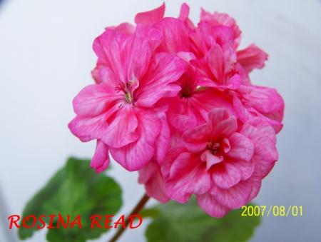 gallery_5074_2169_21243.jpg