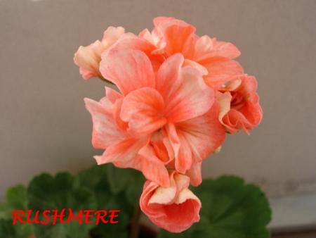 gallery_5074_2169_26455.jpg