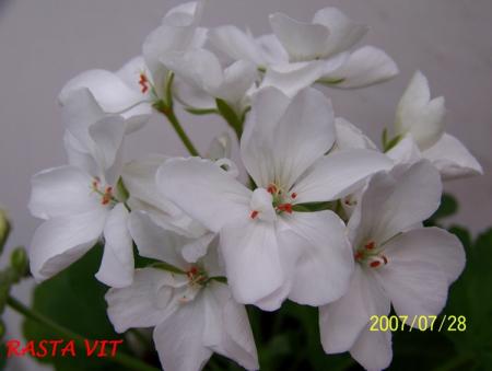 gallery_5074_2169_31346.jpg