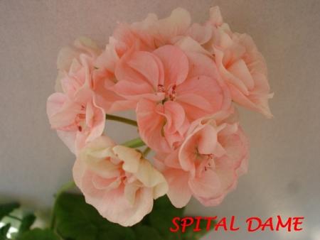 gallery_5074_2170_109232.jpg