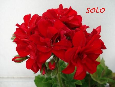 gallery_5074_2170_12545.jpg