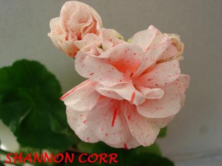 gallery_5074_2170_132285.jpg