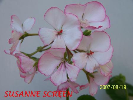 gallery_5074_2170_155367.jpg